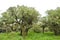 Trees with lichens and epiphytes in mountain rainforest of Tanzania