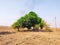 Trees Like Pyramid. Mango, Pomegranate, jackfruit, guava and Bamboo.