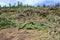 Trees and Limbs at a Green Waste Dump