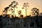 Trees Line the Horizon on the Inland Waterway