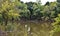 Trees lining the shore line at Martin Park, Landscape Photo