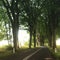 Trees lining straight road