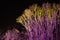 Trees lit by coloured floodlights