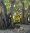 Trees that look like they're melting in Florida