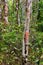 Trees in Madagascar rainforest