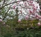 Trees and magnolia flower over ancient cross on mossy roof