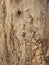 Trees Main Branch Surface, Root Middle Closeup, Wooden Texture, Raw Woods