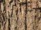 Trees Main Branch Surface, Root Middle Closeup, Wooden Texture, Raw Woods