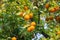 Trees with mandarinas typical in the Sevilla, Spain