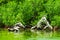 Trees in a mangrove lagoon