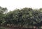  trees marching inside a forest near a village during the afternoon looking amazing