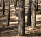 Trees marked for cutting down