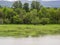 Trees and marsh along a river bank