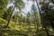 Trees and meadow on the foot of the mountain