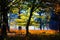 Trees and meadow glade in isolated clearing of German forest glowing bright golden in afternoon autumn sun -  BrÃ¼ggen, Germany