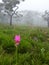 Trees, Meadow and Siam Tulip with fog in morning