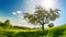 Trees on a meadow, time lapse of a whole day