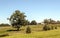 Trees in the meadows