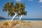 Trees and Mediterranean sea at sunrise in Plakias. Crete. Greece