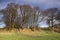 Trees on the Mirnser cliff