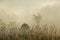 Trees in the mist - Suan Phueng, Ratchaburi, Thailand