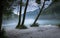 Trees in misty confluence of Soca and Tolminka river in Slovenia