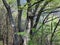 Trees and mixed deciduous forests in the canyon of the Sementina River, Monte Carasso