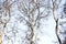 Trees molt in the dry season, beautiful silhouette of the branches and blue of the sky as background.