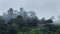 Trees on mountain slope in thick fog