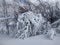 Trees and mountains loaded with snow village of Parva, Romania, Transylvania. Winter landscape