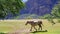 Between trees in the mountains walking horse