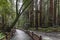 Trees at Muir Redwood park