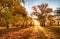 Trees with multicolored leaves on the grass in the park. Maple foliage in sunny autumn. Sunlight in early morning in forest