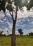 Trees nature grass morning afternoon sunlight cloudy sky sunny days