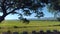 Trees,nature, highway view, mountains, acasia tree, rice