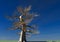 Trees and nature: view of a Japanese pine without needles, leaves. Green meadow and blue sky. Climate change. Environment