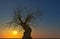 Trees and nature: view of a Pinus longaeva tree at sunset. Lawn and pine tree with twisted trunk, backlight and silhouette