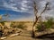 Trees Near Dune Field in Death Valley