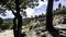 Trees near a quarry