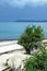 Trees near the sea in bad weather