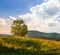 Trees near valley in mountains on hillside