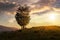 Trees near valley in mountains on hillside at sunset