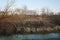 Trees near the Wuhle River being gnawed by beavers. Berlin, Germany