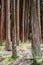 Trees nearby lake furnas ,azory