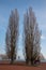 Trees in Neuchatel town in Winter, Switzerland, Europe