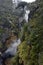 Trees next to the fumarole