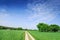 Trees next to a rural road running among green fields