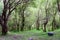 Trees of northwest forest park in Qinghai province, China