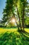 Trees of oaks in a field with green grass and sun at sunset