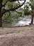 Trees outside landscape lake river water birds park NOLA